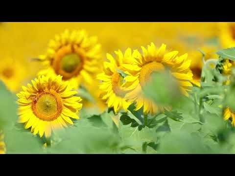 #ЕтноМузика#УкраїнськаПісня#Фольклор#НародніТанці#Автентика