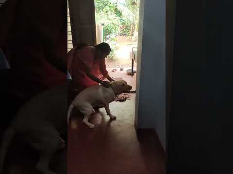 എന്റെ അമ്മ വന്നേ...... ❤️🐕😘🥰😆 #dog #appu #labrador #doglover
