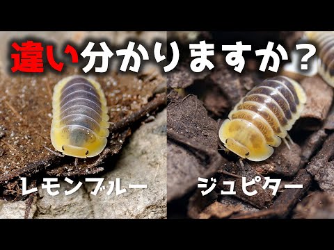 マニアが似たようなダンゴムシを飼う理由【レモンブルー・ジュピター】