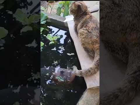 Tingkah lucu kucing dan ikan gurame #sayangkucing #comedycat #ikan #gurame