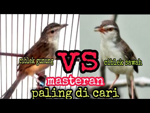 DUET MAUT CIBLEK GUNUNG VS CIBLEK SAWAH, MASTERAN FULL TEMBAKAN
