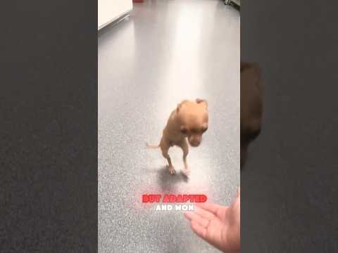 This Dog Is a War Hero (@doxygurl)