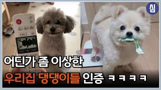 어질어질한 우리집 댕댕이들 인증 레전드 ㅋㅋㅋㅋ