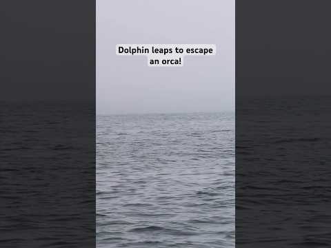 A miraculous escape! #amazingnature #orca