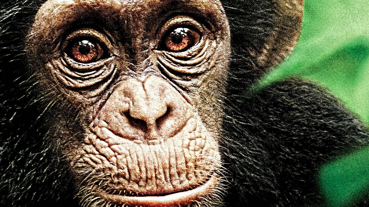 Schimpansen Vorschaubild des Trailers