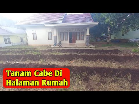 penaburan kohe ayam untuk cabe ori 212 di halaman rumah