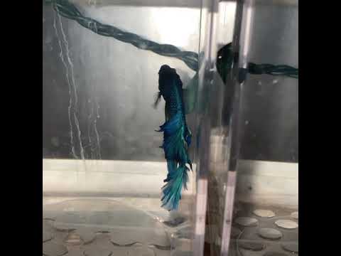 Turquoise male bettas Automatic water change.