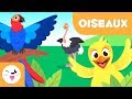 Caractéristiques et Comportements des Oiseaux