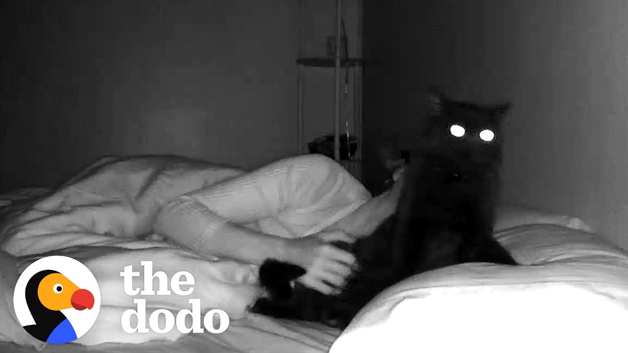 This Cat Plops On His Mom's Pillow Every Night