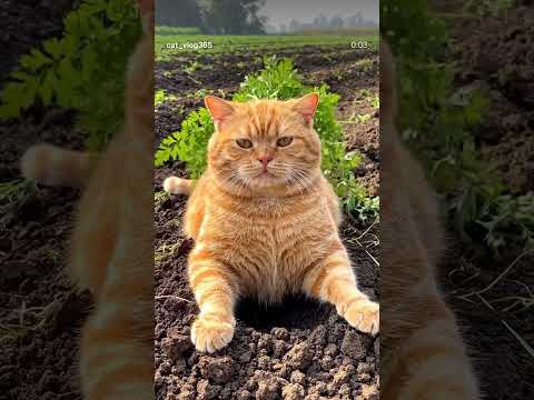 orange cat is carrot #cats #cat #viral #carrot #vegetables #food #farmer #fypシ #cute #funny #shorts