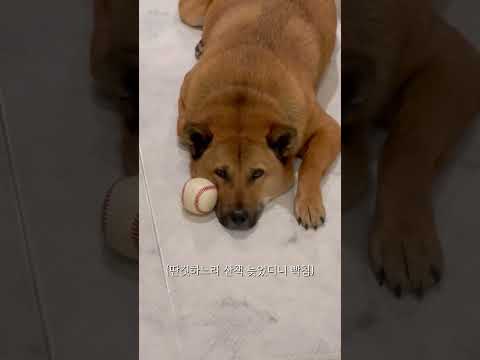 저 마음에 안들죠? #shorts #우리친해요ㅋ