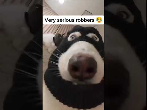 Scary robbers 😂🤣😅 #cat #dog #funny #fyp #ytshorts