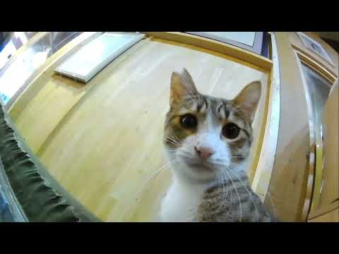 🚂Freed Meets Yuto on the Bridge! 150 Cats Go Wild at Treat Time🐾