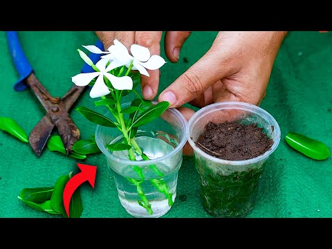 सदाबहार को कटिंग से कैसे लगाएं | sadabahar ki cutting kaise lagaye | how to grow sadabahar Plant