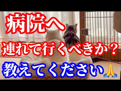 飼い猫のお尻付近が気になっています