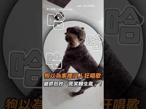 【請離開】狗以為家裡沒人狂唱歌 被抓包秒「見笑轉生氣」！｜狗狗｜搞笑
