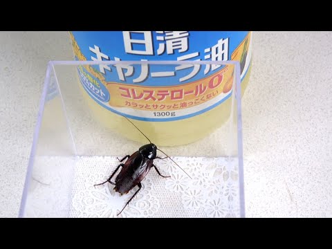 どうすればゴキブリに逃げられないのか
