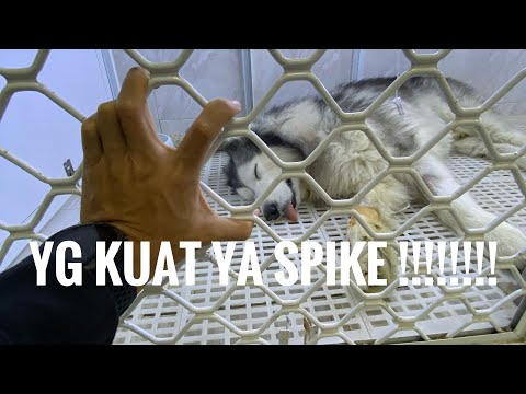 KONDISI SPIKE KRITIS