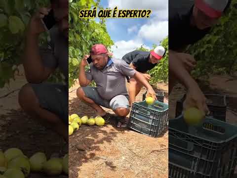 Será que é esperto?