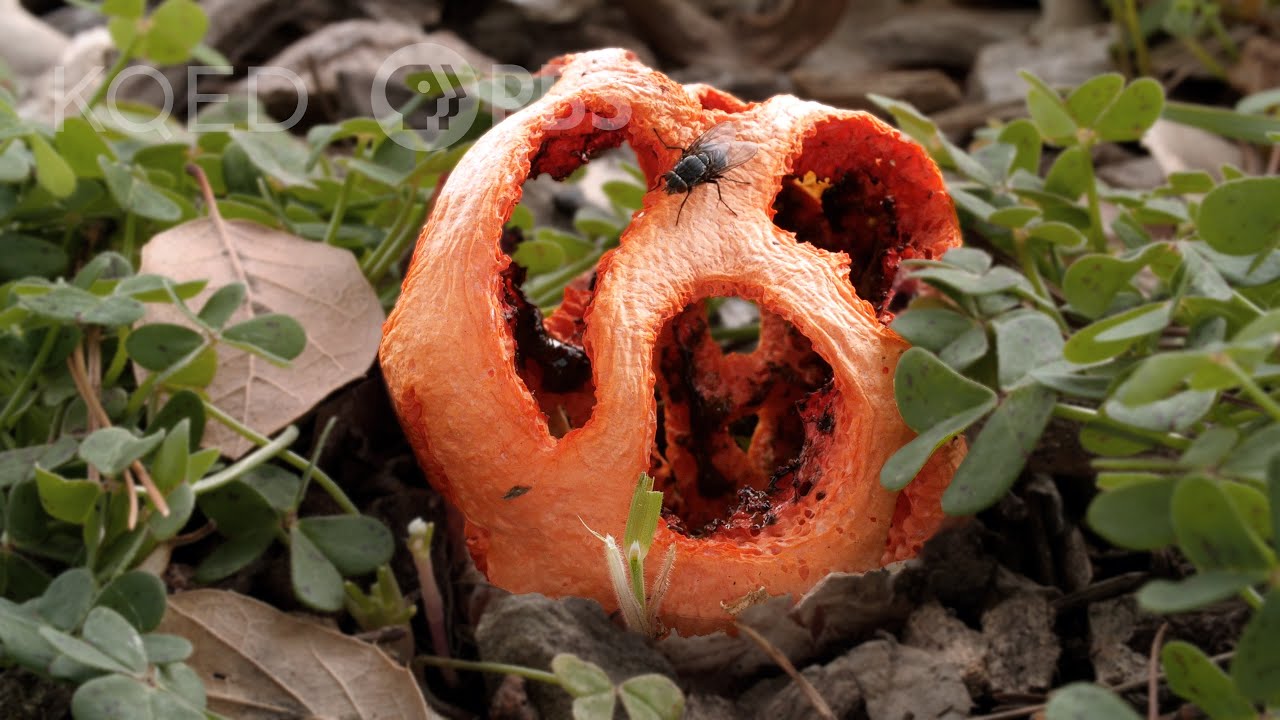 This Mushroom Fakes Its Own Death To Trick Flies