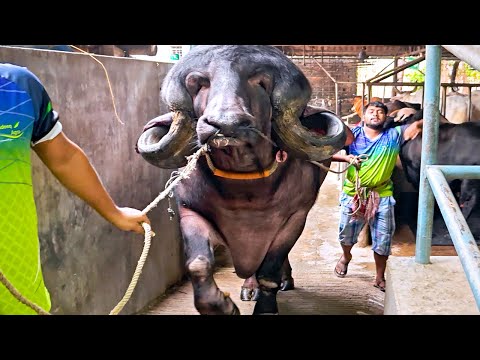Bull of Jafarabadi breed | The largest breed of water buffalo