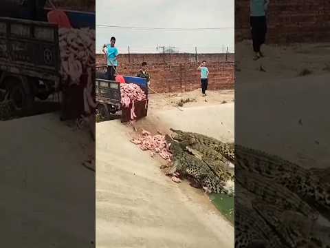 मगरमच्छ की खेती?। Crocodile farming।। Crocodile farming in Taiwan।
