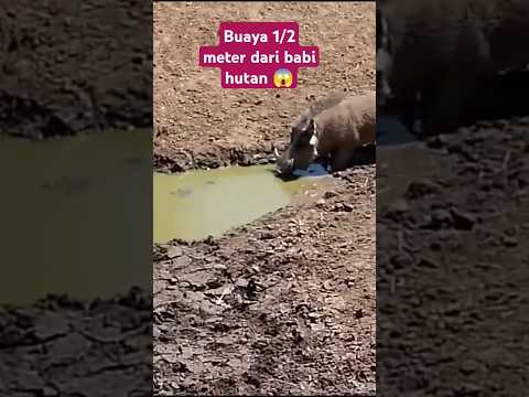 detik mendebarkan berhadapan buaya lapar dengan babi hutan kehausan