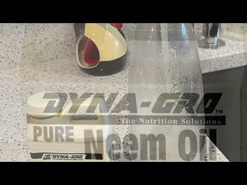 How to Kill Mealy Bugs on Dracaena Marginata