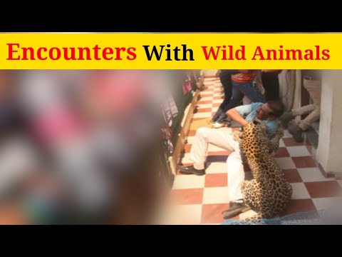 Interesting Animal Moments | Most Terrifying Animal Encounter CAUGHT ON CAMERA