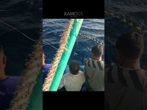 Unbelievable fishermen's KAMOKA FISHING