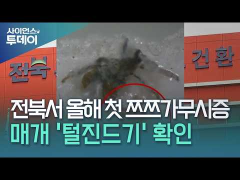 전북서 올해 첫 쯔쯔가무시증 매개 '털진드기' 확인 / YTN 사이언스