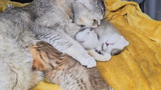Lunch on schedule. Mommy cat woke up her sweet kittens