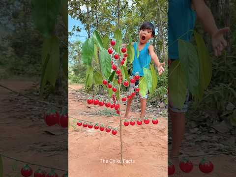 Survival Skills: SMART idea and USEFUL candy tree with single mom #bushcraft #camping #outdoors
