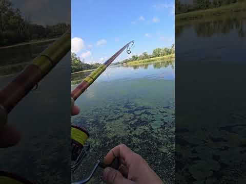 Bonita pesca en Río