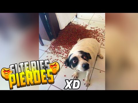 SI TE RÍES PIERDES | Mejores Videos de Risa - MOMENTOS XD