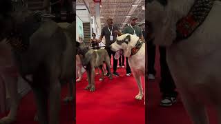 التركي اقوي الكلاب في العالم #الكنجال التركي #الكانجال التركي #dog