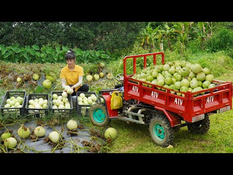 Amazing harvesting 360 of fruits white watermelon - Use 4-Wheeled Truck Transport To Sell