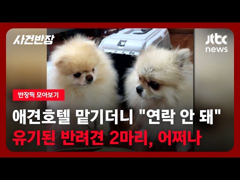 [반장픽 모아보기] 애견 호텔 맡기더니 "연락 안 돼"…유기된 반려견 2마리, 어쩌나 / JTBC 사건반장