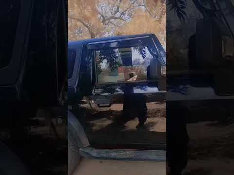 Mahindra Thar mere Mama ji ka new 4×4 brand #mahindra #thar #thar #love Mama ji kahan hai