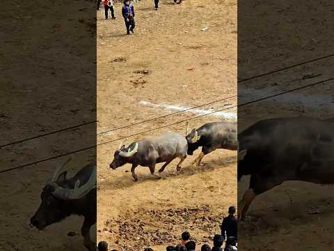 Strongest Bull Run away ๐๐ช #shorts #ytshorts #shortvideo #viralshorts #trendingshorts #bullwar #bull