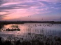 Estuaries and Their Ecological Importance