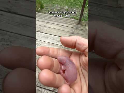 Neonatal rodents can look really similar!