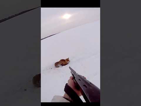 великолепный снимок лисы очень близко #охота#huntingrussia#wildhunting#wildlife#foxhunting