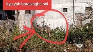 barasingha dikha akash is live stream