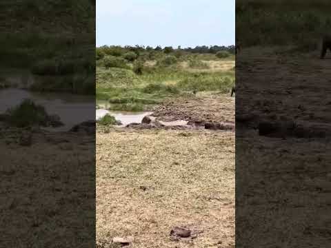 Discovery,animal forest (Jungle) national level ,uniktrip first time in jungle