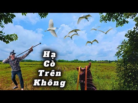 Dùng Ná Cao Su Chinh Phục Mục Tiêu Di Động Cự Ly Xa , Kiếm Mồi Ra Bờ Ao Chế Biến || SangSlingShot