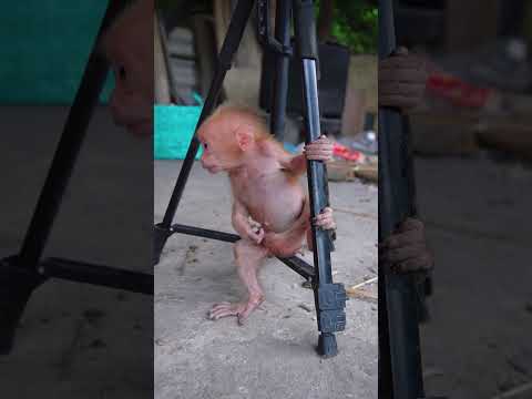 cute baby monkey hiuhiu itchy #monkey #babymonkey #cute #animals #funny