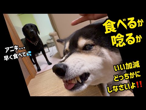 犬の動画サムネイル - 唸るか食べるか迷う柴犬 | Shiba Inu Can’t Decide: Eat or Growl!?