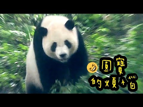 戶外剩下的果果摘不到，圓寶好苦惱|熊貓貓熊The Giant Panda Yuan Yuan and Yuan Bao|台北市立動物園