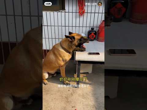 The Most Loyal Dog – A True Hero#shorts